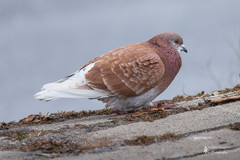 Columba livia