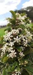 Clerodendrum calamitosum