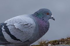 Columba livia