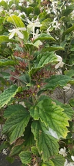 Clerodendrum calamitosum