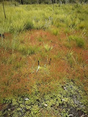 Gonocarpus micranthus