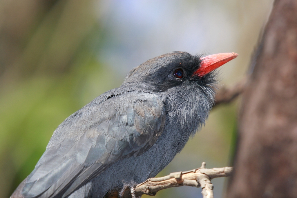 Black-fronted Nunbird