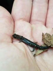 Plethodon chlorobryonis