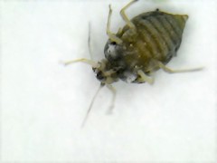 Aphis gossypii