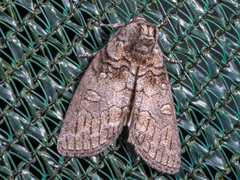 Discophlebia celaena
