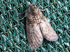 Discophlebia celaena