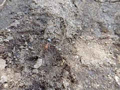 Myrmecocystus semirufus