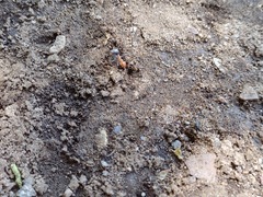 Myrmecocystus semirufus