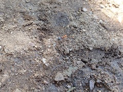 Myrmecocystus semirufus