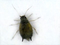 Aphis gossypii