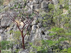 Bursera morelensis