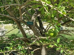 Crescentia cujete