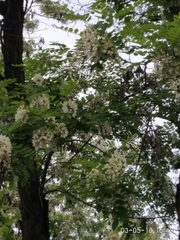 Gleditsia triacanthos