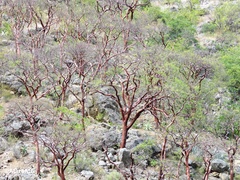 Bursera morelensis
