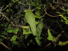 Araujia megapotamica