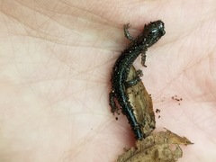 Plethodon chlorobryonis