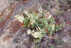 Gaultheria oppositifolia