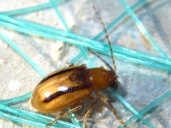 Medythia nigrobilineata