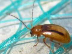 Medythia nigrobilineata