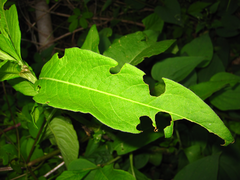 Koenigia alpina