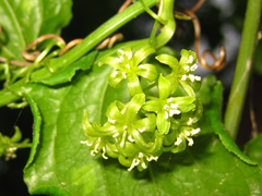 Smilax sieboldii