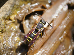 Stenodynerus chevrieranus