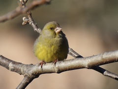 Chloris chloris aurantiiventris