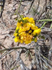 Senna crassiramea