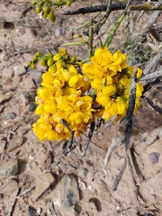 Senna crassiramea