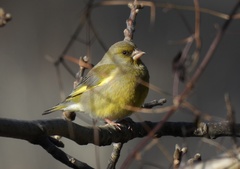 Chloris chloris aurantiiventris