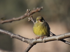 Chloris chloris aurantiiventris