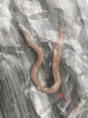 Microplana scharffi