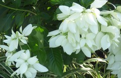 Mussaenda philippica