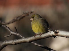 Chloris chloris aurantiiventris