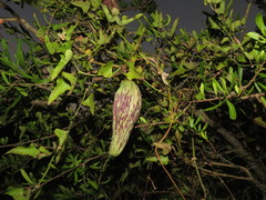 Araujia megapotamica