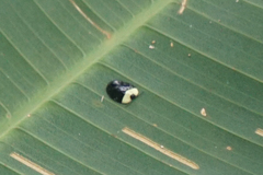 Imatidium thoracicum