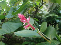 Alpinieae