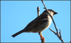 Passer domesticus