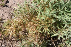 Cuscuta approximata