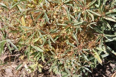 Cuscuta approximata