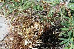 Cuscuta approximata