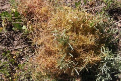 Cuscuta approximata