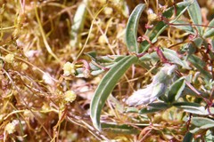 Cuscuta approximata