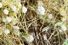 Cuscuta approximata