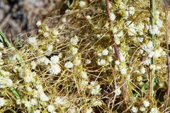 Cuscuta approximata