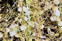 Cuscuta approximata