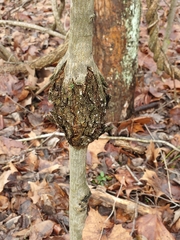 Neonectria ditissima