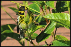 Setophaga townsendi