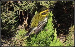 Setophaga townsendi