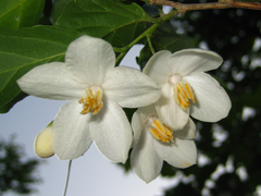 Styrax japonicus
